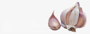 Germidaur - Garlic #4246564