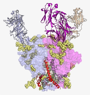 In Pursuit Of Hiv Vaccine, Tsri Scientists Shed Light - Hiv Vaccine #4246647