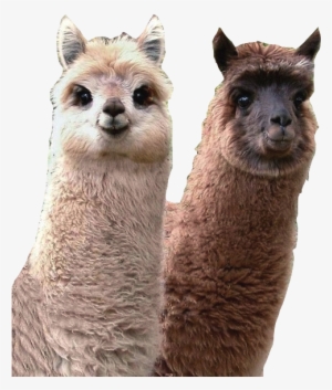 If I Were An Animal, I Would Be A Lama Because My Friends - Cutest Llama In The World #4246648