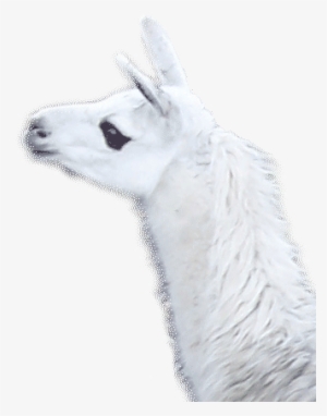 Lama - Wikimedia Commons #4246672