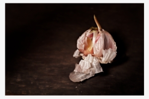 Piel De Ajo #4246726