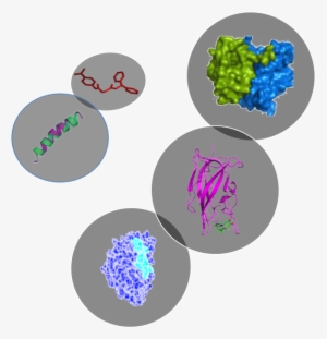 Peptides, Antibodies, Epitopes - Structure Peptide 3d #4246727