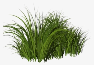 Free Tall Grass Png - Hierba Dibujo #4246761