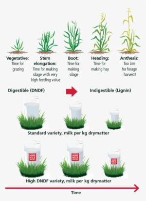Dlf Varieties With High Dndf #4246785