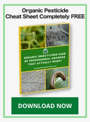 Recent Posts - Fall Armyworm #4246867