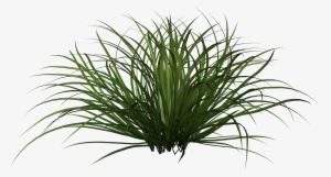 Grass Shrub Png #4246930