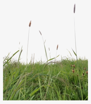 Explore Grass Photoshop Entourage Png Photoshop Tall - Deviantart #4247012