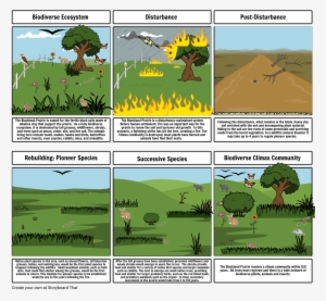 Succession Project - Succession In Blackland Prairie #4247087