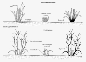 Response Of A Nonjointed Grass Like Kentucky Bluegrass - Line Art #4248033