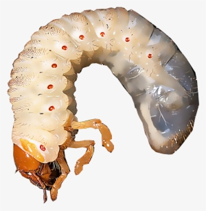 White Grubs Are The Immature Larvae Of Several Species - Caterpillar #4248561