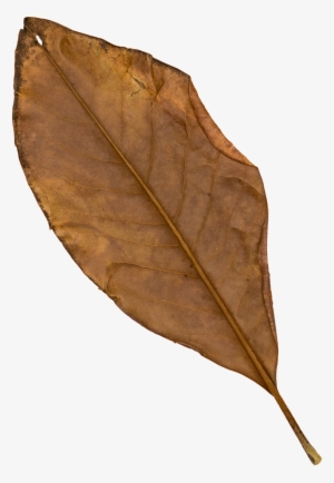 Brown Black Leaf Transparent Decorative - Leaf #4249807