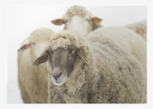 Sheep #4251390