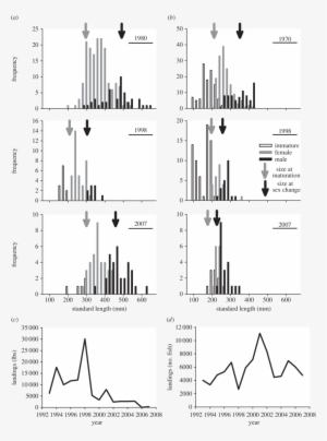 Changes In California Sheephead Size Structure And - Fish Size Truncation #4251535