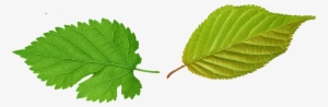 Folhas Verde Png - Folhas Png #4252187