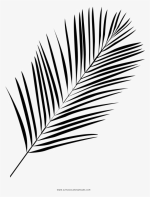 Palm Leaf Coloring Page - Line Art #4253064