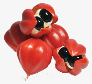 Guaraná - Fruta Liofilizada En Polvo #4254073