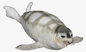 Bearded Seal 6 - Harbor Seal #4257302