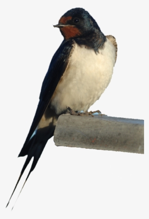 Swallow Solutions - Rondine #4258016