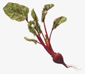 Nutritional Health Bible #4260451