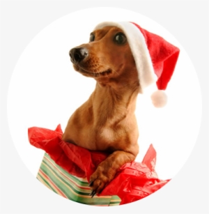 Dachshund Wearing Santa Hat #4262230