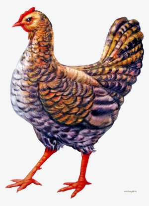Png Images Chicken (id 17340) - Курица Рисунок Png #4262909