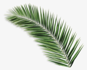 Palmolive Natureza Secreta Açaí - Palm Leaf Iii Metal Print By Orara Studio #4262994