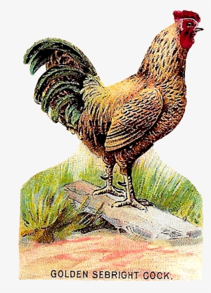 Vintage Bird Clip Art Downloads - Chicken Wing Antique Illustration #4263203