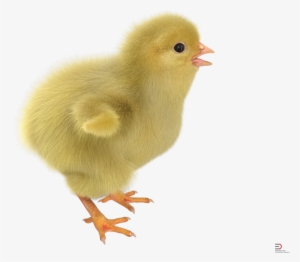 1 Chick With Fur Royalty-free 3d Model - Chicken #4263492