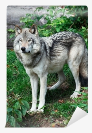 Dreaming Of The Wolf By Terry Spear #4263598 Dreaming Of The Wolf By Terry Spear #4263598