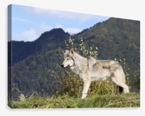Female Gray Wolf , Captive, Alaska Wildlife Conservation #4263673