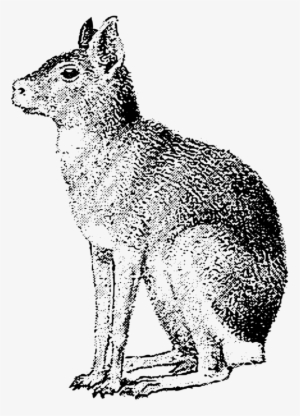 Coyote Gray Wolf Red Fox Hare Whiskers - Patagonian Mara Clip Art #4263893 Coyote Gray Wolf Red Fox Hare Whiskers - Patagonian Mara Clip Art #4263893