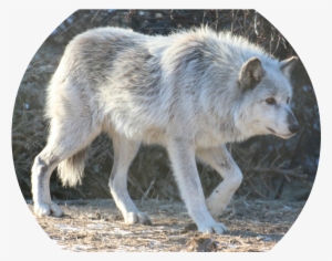 Gray Wolf Stock 24 By Hotnstock-d8eek9q - Canis Lupus Tundrarum #4263931