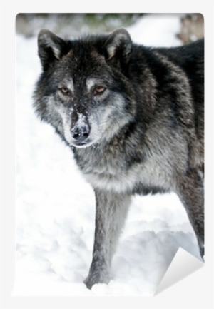 Wolf #4264203 Wolf #4264203