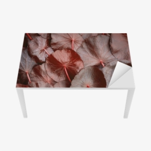 Proteção Para Mesa E Secretária Feche Acima Do Círculo - Centella Asiatica Red #4264293 Proteção Para Mesa E Secretária Feche Acima Do Círculo - Centella Asiatica Red #4264293