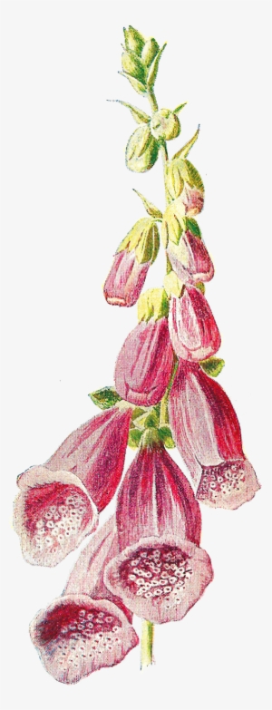 Digital Wildflower Image #4264425 Digital Wildflower Image #4264425