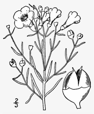 Agalinis Maritima Drawing - United States Of America #4264588