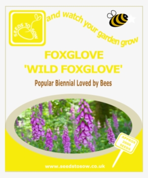 Foxglove - Wild Foxglove - Suttons Seeds Lupin Seeds Russell Mix #4264788