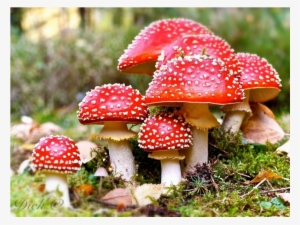 Foxglove Oil - Amanita Muscaria #4264868