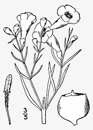 Agalinis Linifolia Drawing - Line Art #4264915