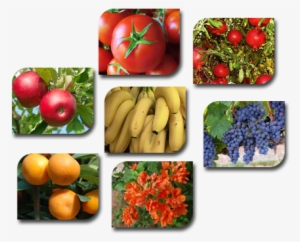 Musa Raja Psiang Live Banana Plant Fruit Tree #4264940