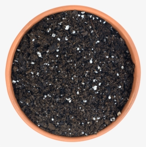 Peace Naturals Cannabis Plant Growth Stages - Sembrar Uva #4265056