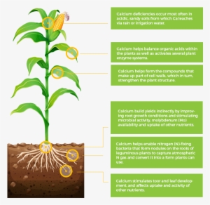 Are As Important To Plant Nutrition As The Primary - Corn Plant With Roots #4265133