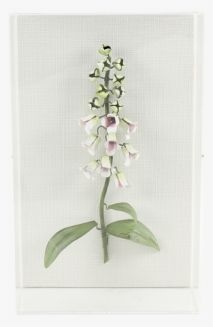 Forget Me Not Clflower Foxglove Foxglove Clflower Freesia - Foxgloves #4265946