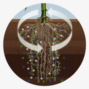 Enables Stronger Plant Growth - Plants #4265962