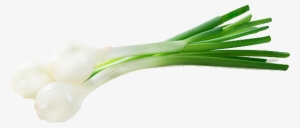 Leek #4266149