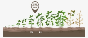 Image - Soybean Crop Growth Stages #4266257