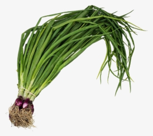 Spring Onion - ఉల్లి కాడలు - हरी प्याज - Spring Onion Png #4266836
