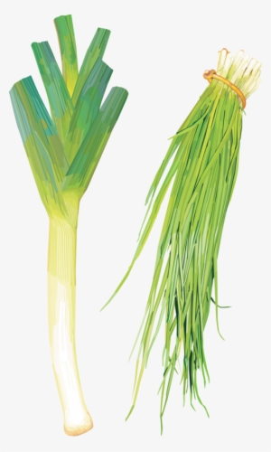Green Onions - Leek #4266995