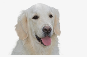 Dog Free, Golden Retriever, Pet, Hundeportrait, Animal - Dog #4268357