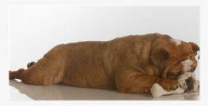 Bulldog Laying Down Stretched Out Chewing On A Dog - Petmaker Orthopedic Sherpa Top Pet Bed: Medium/brown #4268487